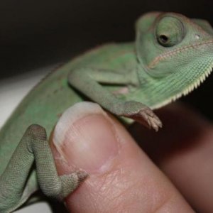 My little girl was small enough to sit on the tip of my finger. Love it, love her!