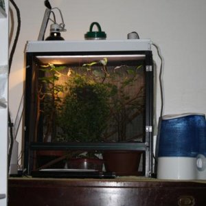 Final Juvenile Setup, Notice florescent housing, 2 t12 24" bulbs., hanging fake plant, removed draceana