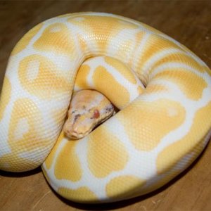 paradox albino