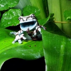 1 of 3 of my Amazon Milk Frogs (From Joshs Frogs)