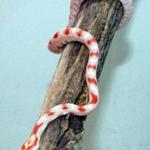 Crescent, my white reverse okketee corn snake who passed away