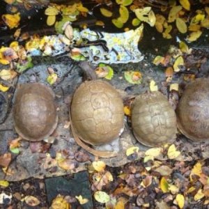 My three-toed box turtles (far right little one is probably an Ornate/three-toed hybrid)