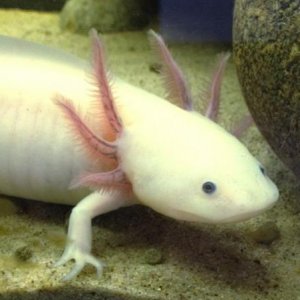 Ariel, axolotl
