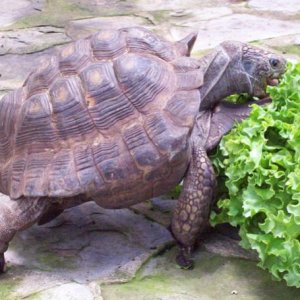Pancakes, Gopher tortoise