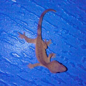 sonic crested gecko