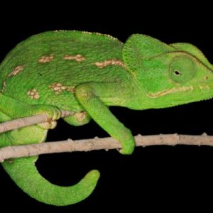 Chamaeleo chamaeleon orientalis 02