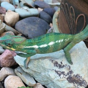 First time outside after his first shed (Fall 2014)