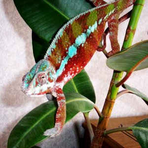 Billy my Panther chameleon