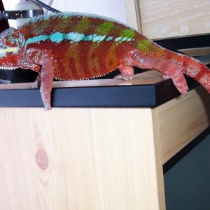 Billy my Panther chameleon