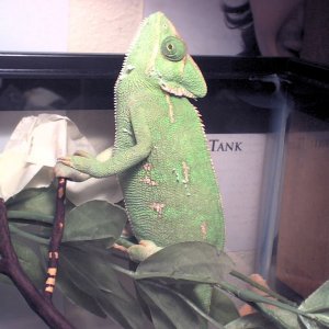 Worship time for my Chameleon