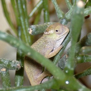 Bradypodion tavetanum juvenile