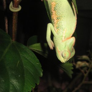 Chameleon, or bat?