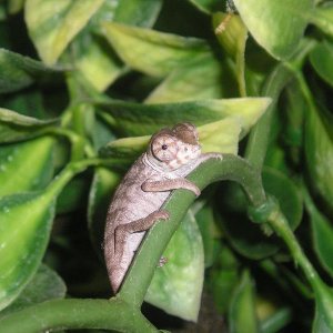 Hatchling Furucifer pardalis