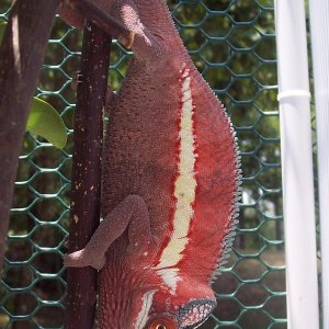 Panther chameleon or sockeye salmon?