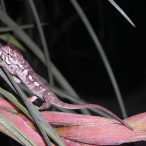 Hatchling F. pardalis