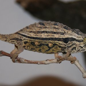 R. Brevicaudatus - Male Territorial Display