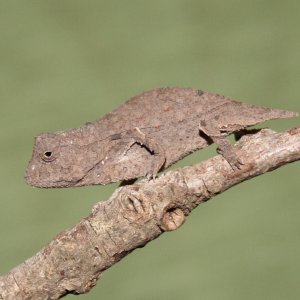 Rieppeleon Brevicaudatus - Young Female