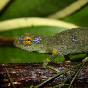 Kinyongia Oxyrhina