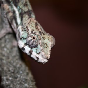 Furcifer Pardalis Sambava