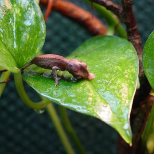 Little Baby Lickin The Leaves