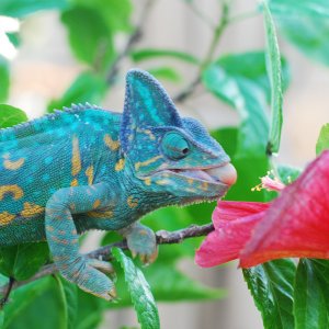 Camille And Her Hibiscus