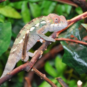 Chameleon Paparazzi