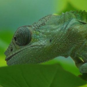 Apollo In Tree