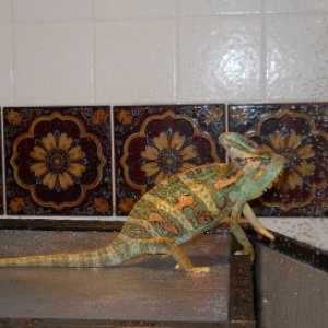 Caloo In Shower