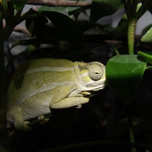 Nyika Whistling Chameleon