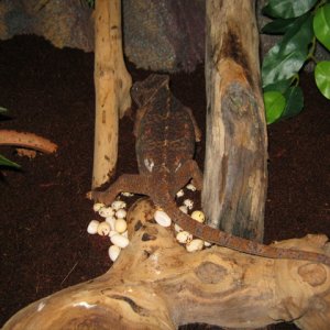 Female Veiled Chameleon Laying