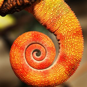 Orange Curls