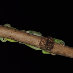 Male T. Deremensis In A Shy Mood