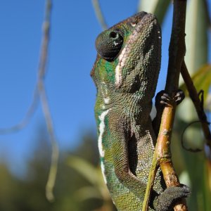 Franklin In "His" Tree :)