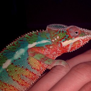 Chameleontb83's Panther Cham Crayon 1