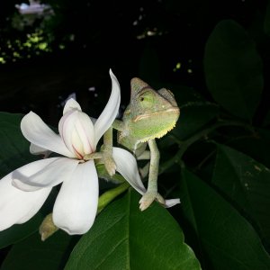 Omar In Magnolia Tree