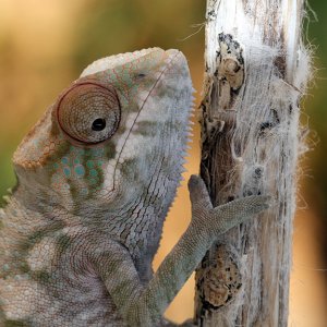 Baby Nosy Be Blue