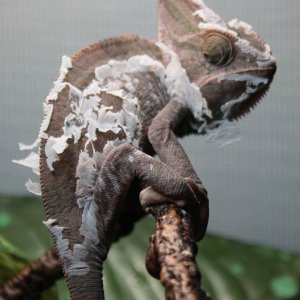 Shedding