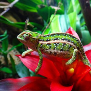 Furcifer Campani