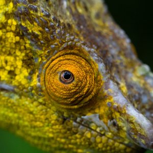 Calumma Parsonii Parsonii Male, Near Andasibe, Madagascar