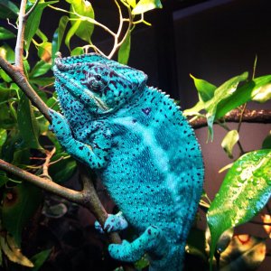Nosey Faly Breeder At Chameleons Galore