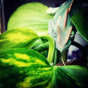 Colin On His New Plant