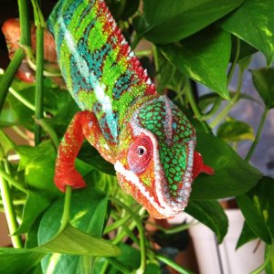 Chief Hanging Out In His Pothos