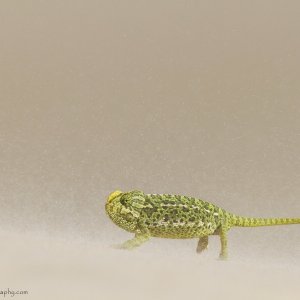 Mediterranian Chameleon