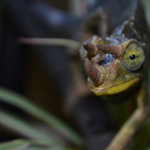 My Handsome New Chameleon:)