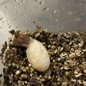 baby hatching