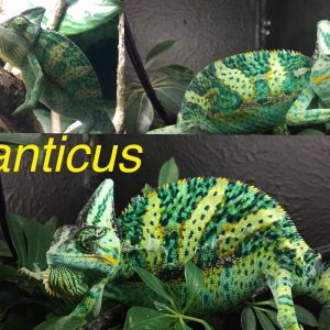 Ranitcus