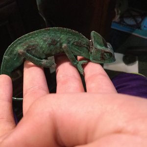 Here is my chameleon