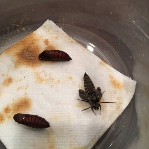 Horn worm to chrysalis to moth