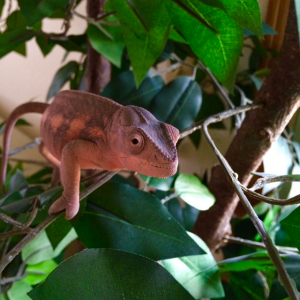 Scarlet playing in her tree