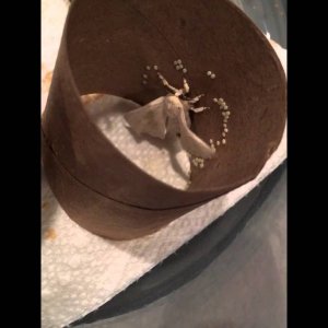 Silkworm Breeding - Egg laying - YouTube
